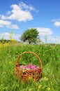 Gather Herbs. Trifolium pratense, the red clover flowers. Red clover is commonly used to make a sweet-tasting herbal tea. Royalty Free Stock Photo