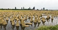 Gathered Dried Rice Hay Royalty Free Stock Photo