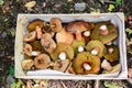 Mushrooms in box Royalty Free Stock Photo