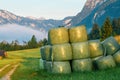 Gathered and wrapped cut grass bales, neatly prepared as animal fodder on a vibrant agricultural farm Royalty Free Stock Photo