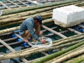 Gatherer oyster Vietnam
