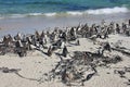 Gathering of African penguins Royalty Free Stock Photo