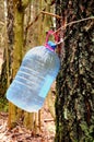 Gathering birch sap Royalty Free Stock Photo