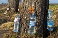 Gathering of birch sap. Royalty Free Stock Photo