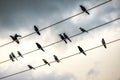 Gathering of birds black crows on electric wire Royalty Free Stock Photo
