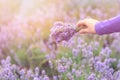 Gathering a bouquet of lavender. Beautiful girl holding a bouquet of fresh lavender in lavender field. Sun, sun haze, glare. Purpl Royalty Free Stock Photo