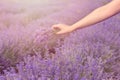 Gathering a bouquet of lavender. Beautiful girl holding a bouquet of fresh lavender in lavender field. Sun, sun haze, glare. Purpl Royalty Free Stock Photo