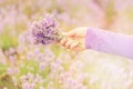 Gathering a bouquet of lavender. Beautiful girl holding a bouquet of fresh lavender in lavender field. Royalty Free Stock Photo