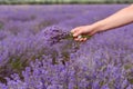 Gathering a bouquet of lavender. Beautiful girl holding a bouquet of fresh lavender in lavender field. Royalty Free Stock Photo