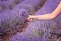 Gathering a bouquet of lavender. Beautiful girl holding a bouquet of fresh lavender in lavender field. Sun, sun haze, glare. Purpl Royalty Free Stock Photo