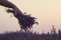 Gathering a bouquet of lavender. Girl hand holding a bouquet of fresh lavender in lavender field. Sun, sun haze, glare. Purple tin Royalty Free Stock Photo