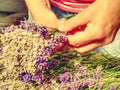 Gathering a bouquet of lavender. Girl hands hold bouquet