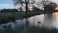 Gathering of geese at sunrise