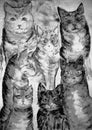 Gathering of different kind of cats in black and white.