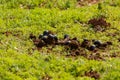 Gathering of dung beetles on dung