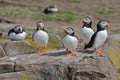 Gathering of Five Puffins Royalty Free Stock Photo