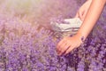 Gathering fresh lavender in a wicker basket. Beautiful girl gather fresh lavender in lavender field. Sun, sun haze, glare. Purple Royalty Free Stock Photo