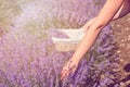 Gathering fresh lavender in a wicker basket. Beautiful girl gather fresh lavender in lavender field. Sun, sun haze, glare. Purple Royalty Free Stock Photo