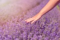 Gathering fresh lavender in a wicker basket. Beautiful girl gather fresh lavender in lavender field. Sun, sun haze, glare. Purple Royalty Free Stock Photo