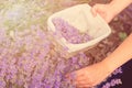 Gathering fresh lavender in a wicker basket. Beautiful girl gather fresh lavender in lavender field. Royalty Free Stock Photo