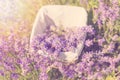 Gathering fresh lavender in a wicker basket. Beautiful girl gather fresh lavender in lavender field. Sun, sun haze, glare. Purple Royalty Free Stock Photo