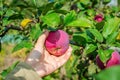 The gathering of the fruit. A woman hand tears a ripe red apple from a branch. first-person view Royalty Free Stock Photo