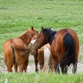 A Gathering of Horses, Three Tails