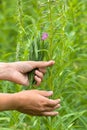 Gathering leaves of willow-herb (Ivan-tea)