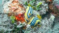 Gathering of Magnificent Chromodoris Nudibranchs