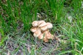 Gathering mushrooms. Leccinum mushroom, mushroom photo, forest photo, forest mushroom, forest mushroom photo. Mushroomer gathering Royalty Free Stock Photo