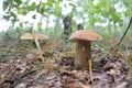 Gathering mushrooms. Mushroom hunting. Gathering Wild Mushrooms. Boletus edulis or penny bun, cep, porcino, porcini