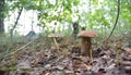 Gathering mushrooms. Mushroom hunting. Gathering Wild Mushrooms. Boletus edulis or penny bun, cep, porcino, porcini