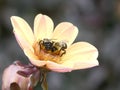 Two Bumblebees on a Yellow Dahlia Flower