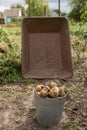 Gathering potato harvest in metal rural trolley cart and old bucket on organic farm