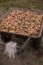 Gathering potato harvest in metal rural trolley cart on organic