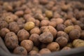 Gathering potato harvest in metal rural trolley cart on organic