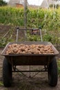 Gathering potato harvest in metal rural trolley cart on organic