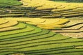 Gathering rice on terraced fields Royalty Free Stock Photo