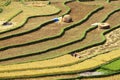 Gathering rice on terraced fields Royalty Free Stock Photo