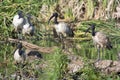 Gathering of sacred Ibis Royalty Free Stock Photo
