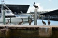 Sea birds on the dock watching for something to do