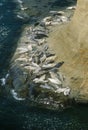 Gathering of sea lions Royalty Free Stock Photo