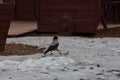 Smart crow building a nest.