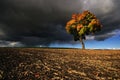 The Gathering Storm of autumn maple Royalty Free Stock Photo
