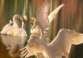 A gathering of Swans Royalty Free Stock Photo