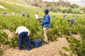 Gathering wine in Stellenbosch, South Africa