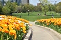 Gatineau, Canada, 12.05.2023. city park spring season with blooming tulip flowers and families with children playing in the field