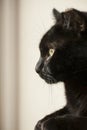 Gatito, the black cat, face and eyes. Royalty Free Stock Photo