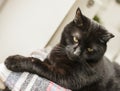 Gatito, the black cat, looking down. Royalty Free Stock Photo