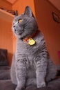 Gato British Blue de perfil Royalty Free Stock Photo